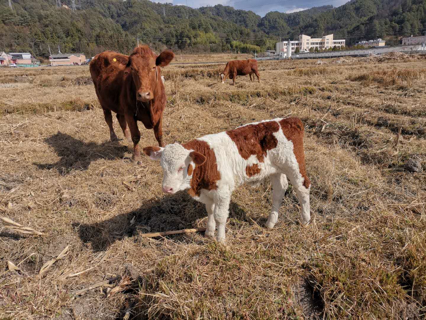 幸福保山母牛养殖,幸福小母牛