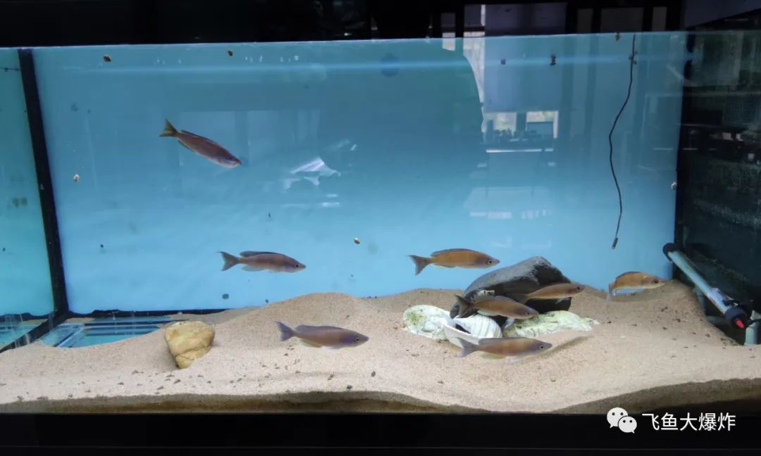 2020慈鲷筑巢大赛~非洲三湖沙雕艺术家的盛宴