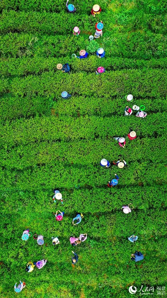 快看！满山“绿色金子”