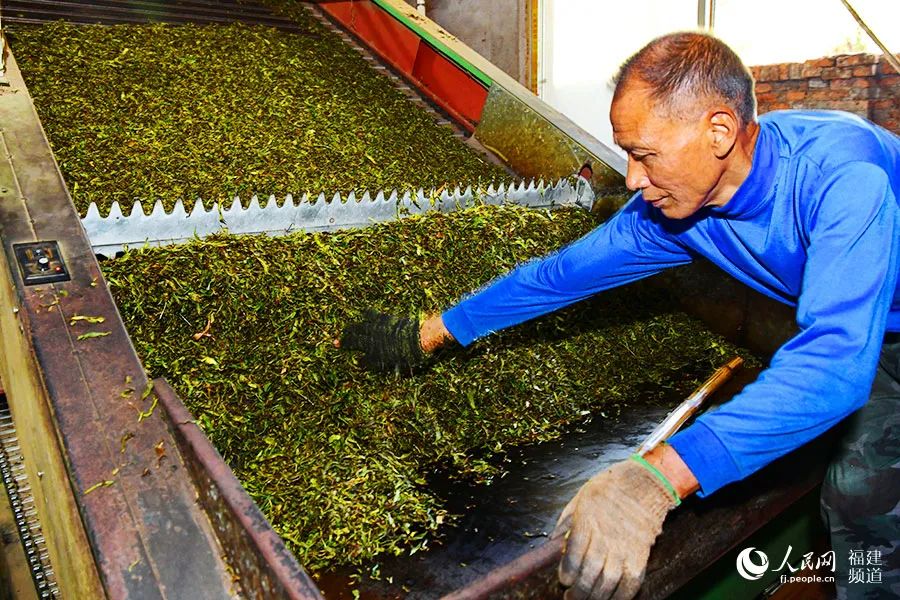 快看！满山“绿色金子”