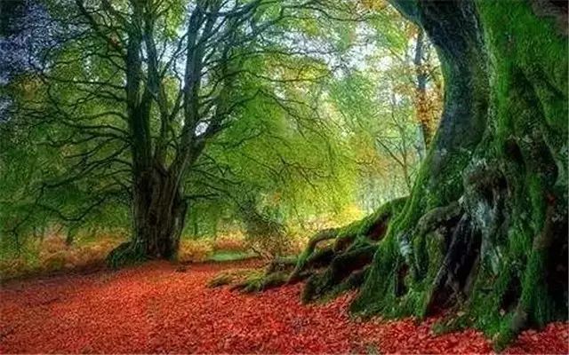 30缸一棵莫斯树造景,莫斯树和丹麦红玫瑰造景