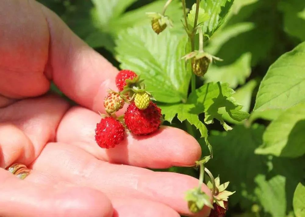 误食农药的女孩抢救过来没,误食农药小孩后续