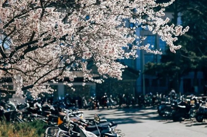 从燕园到家乡丨一种相思，两处*光春**