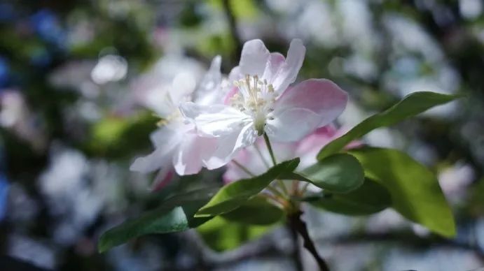 从燕园到家乡丨一种相思，两处*光春**