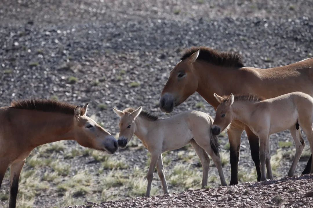 绾垫í椹伴獘绛栭┈鎵灜瑙嗛,绾垫í椹伴獘鍙ュ瓙