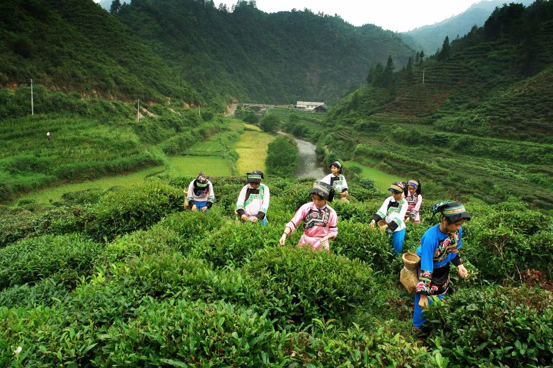 “气候好产品”第三弹：舌尖上的气候密码