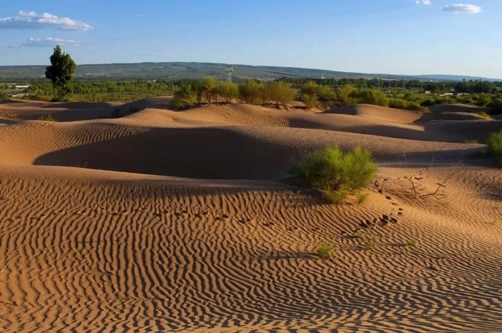 干掉千年沙漠,千年沙漠种树有多厉害