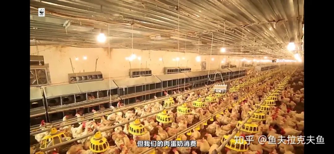 干掉千年沙漠,千年沙漠种树有多厉害