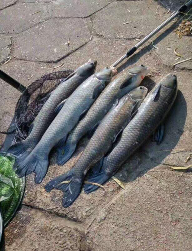 抛竿线组如何选择,抛竿钓鲢鳙怎样抛竿正确视频教程