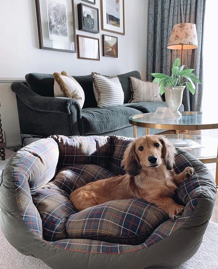 终于找到满眼都是你的狗子了,终于找到同类的哈士奇