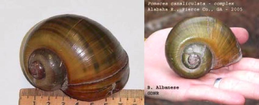 广东男童感染寄生虫病,男童寄生虫病