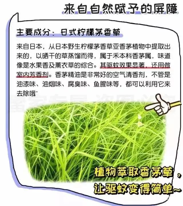 夏天蚊子越来越多了别用蚊香灭蚊,灭蚊团
