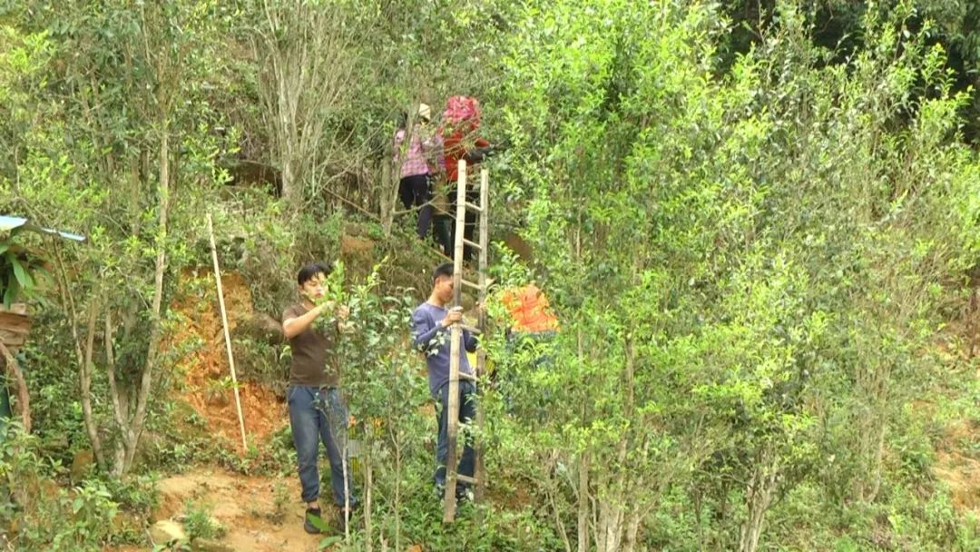 仙人茶每斤多少钱,多祝仙人茶价格