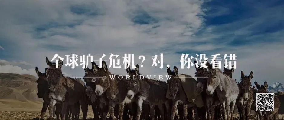 跨国婚恋行业,跨国婚恋骗子套路深