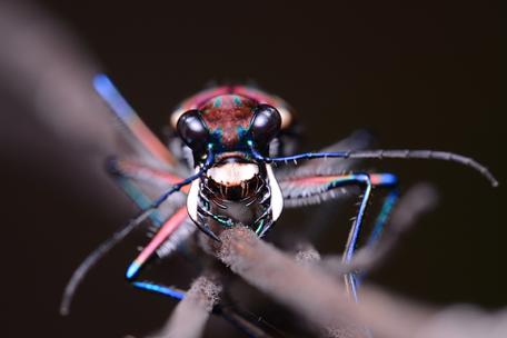 揭开令人厌恶的面纱,它们竟是治愈系的小精灵