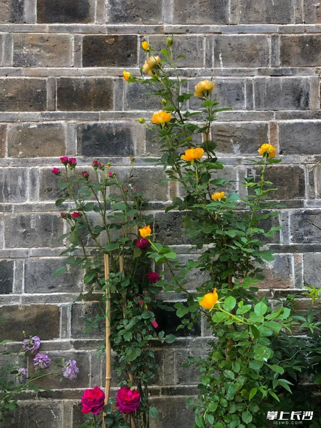 何立伟：收拾金瓯一片——开福老城区记游