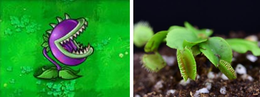 植物大战僵尸盘点那些奇葩的植物,植物大战僵尸最诡异的十大植物