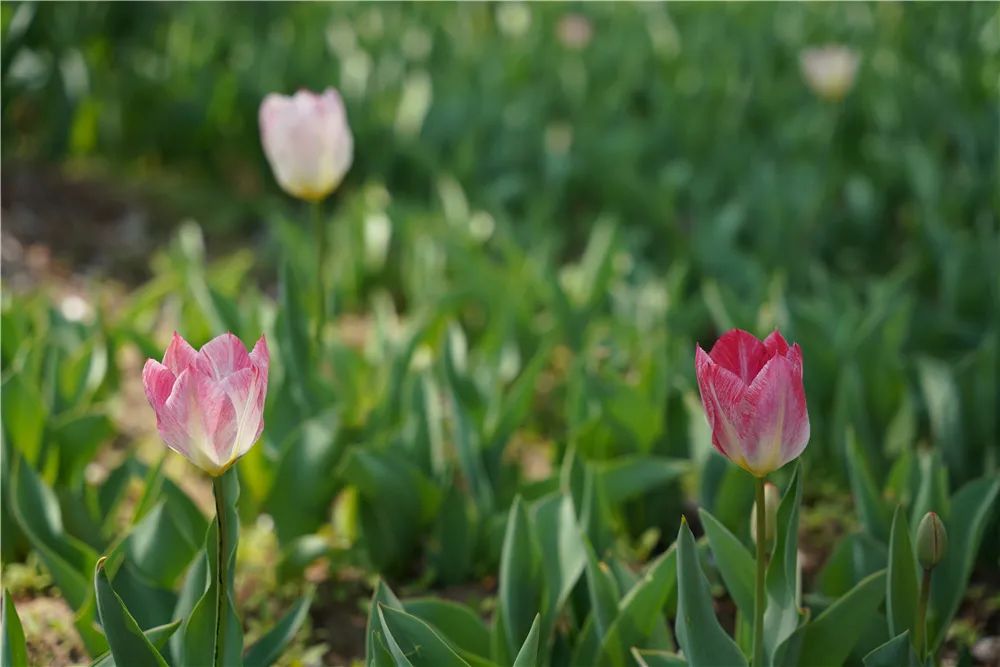 适马无反150-600镜头,适马24-70f2.8dhsm测评