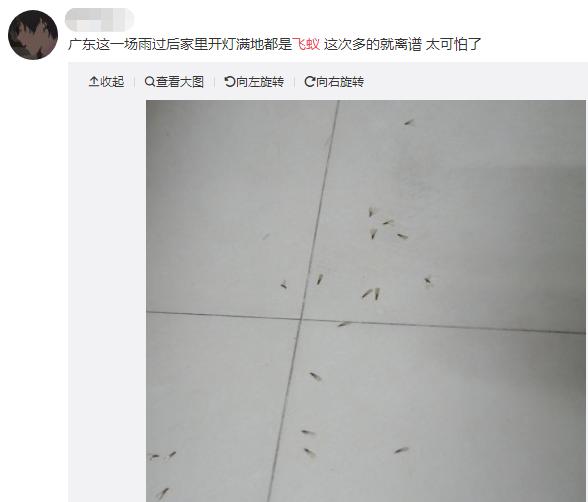 太多多多……了！最近很多人被吓得不敢开灯，只因它们又来“空袭”