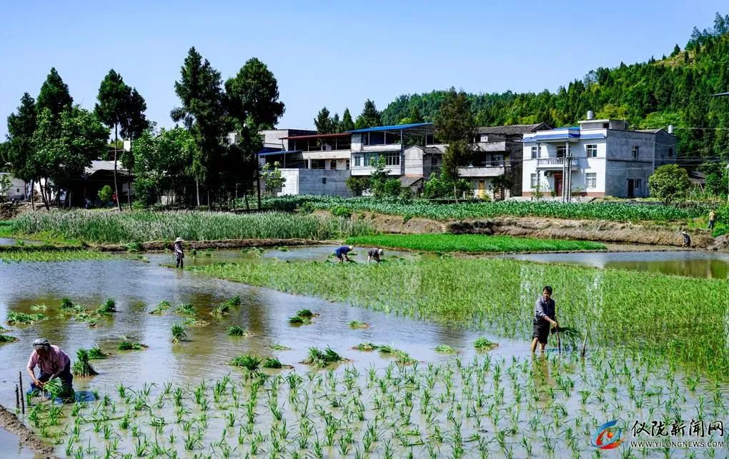 你妈叫你回家插秧了原版,你妈喊你回家插秧的图片