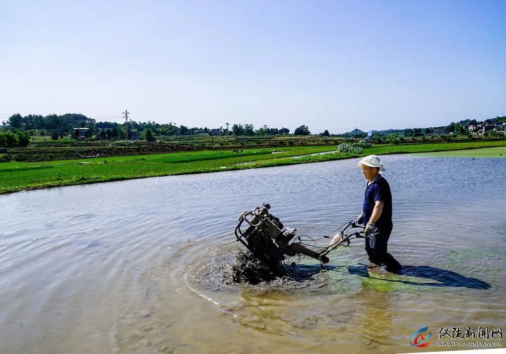 你妈叫你回家插秧了原版,你妈喊你回家插秧的图片