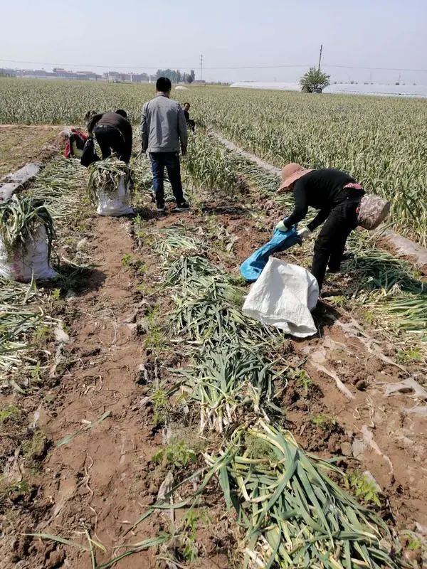 大蒜行情中牟大蒜,中牟大蒜今年蒜价