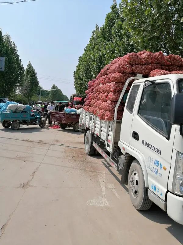 大蒜行情中牟大蒜,中牟大蒜今年蒜价