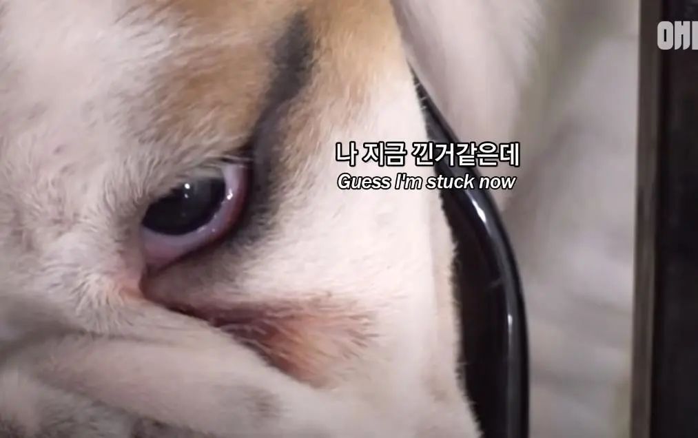 小奶狗怎么越吃越瘦是什么原因,小奶狗太瘦如何快速长胖