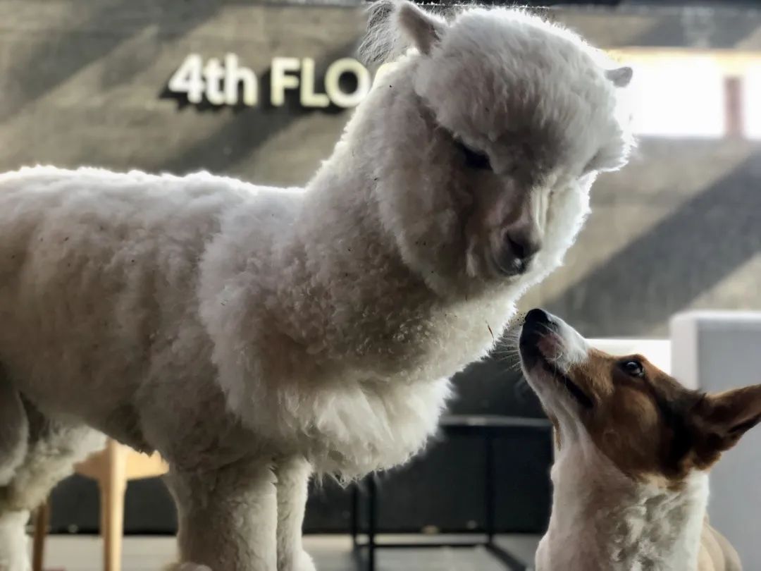 网友吸猫撸狗,吸猫撸狗的地方