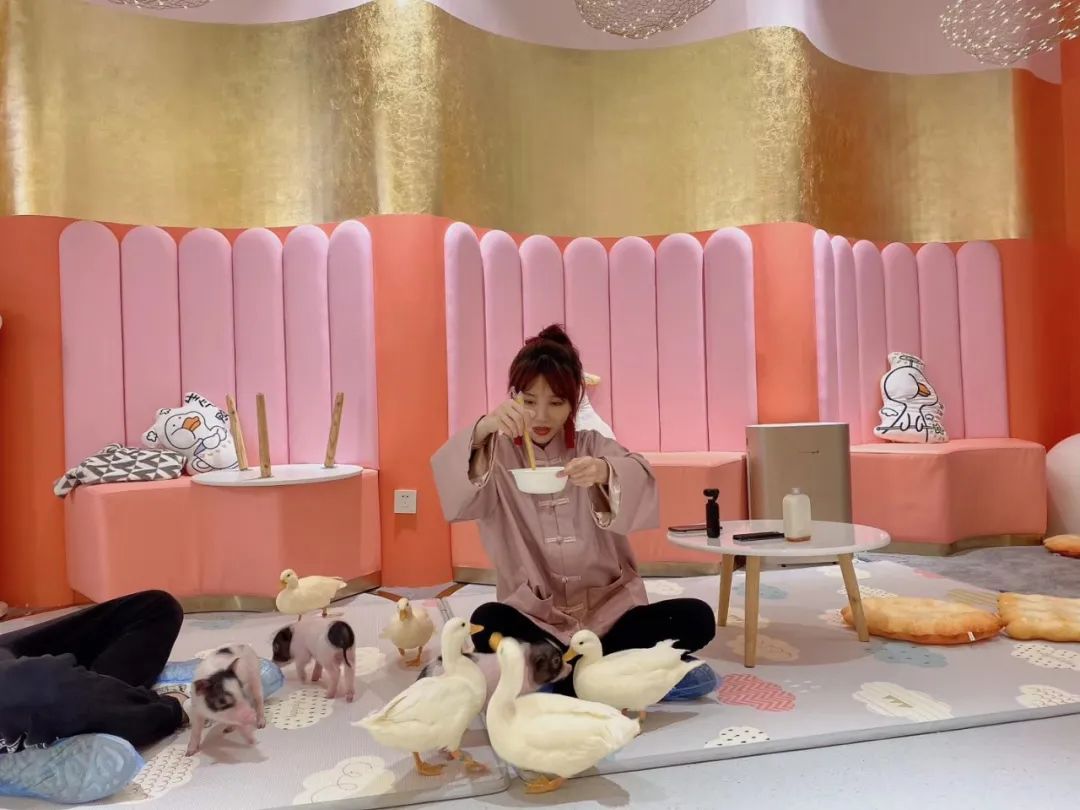 网友吸猫撸狗,吸猫撸狗的地方