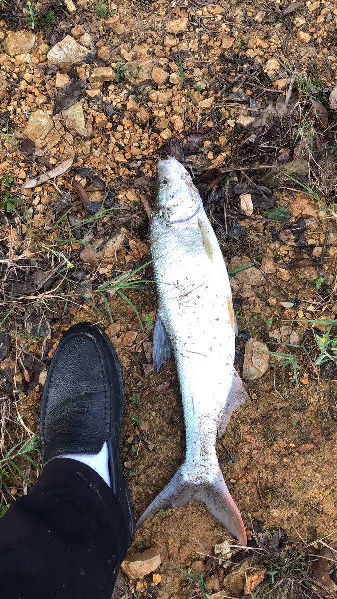 上鱼是什么体验,上鱼必备品榜单是什么意思