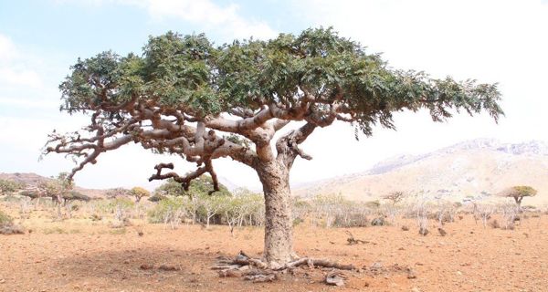 各种各样味道的爆爆珠,日本七星爆珠薄荷味