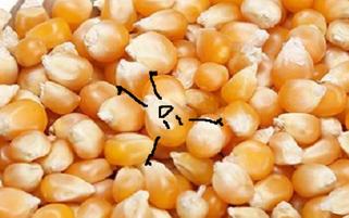 一粒爆米花的诞生,一粒爆米花的视频