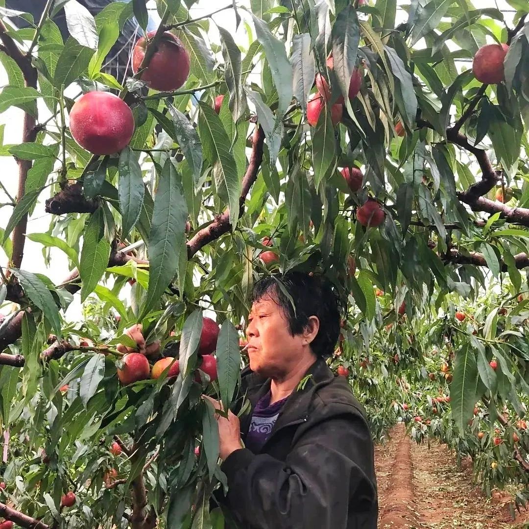 油桃汁水,黄心油桃5斤应季大桃子