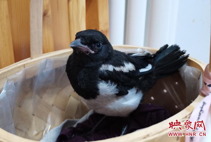 喜鹊巢中坠落怎么救,救助受伤的小喜鹊