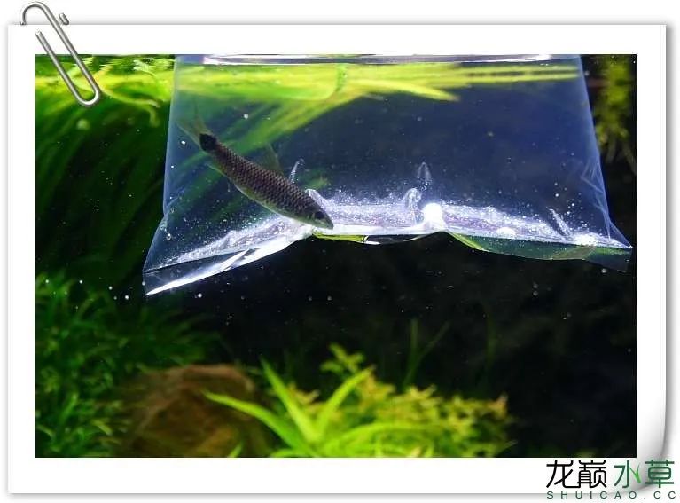 小猴飞狐黑毛藻克星,小猴飞狐和黑虾哪个好用