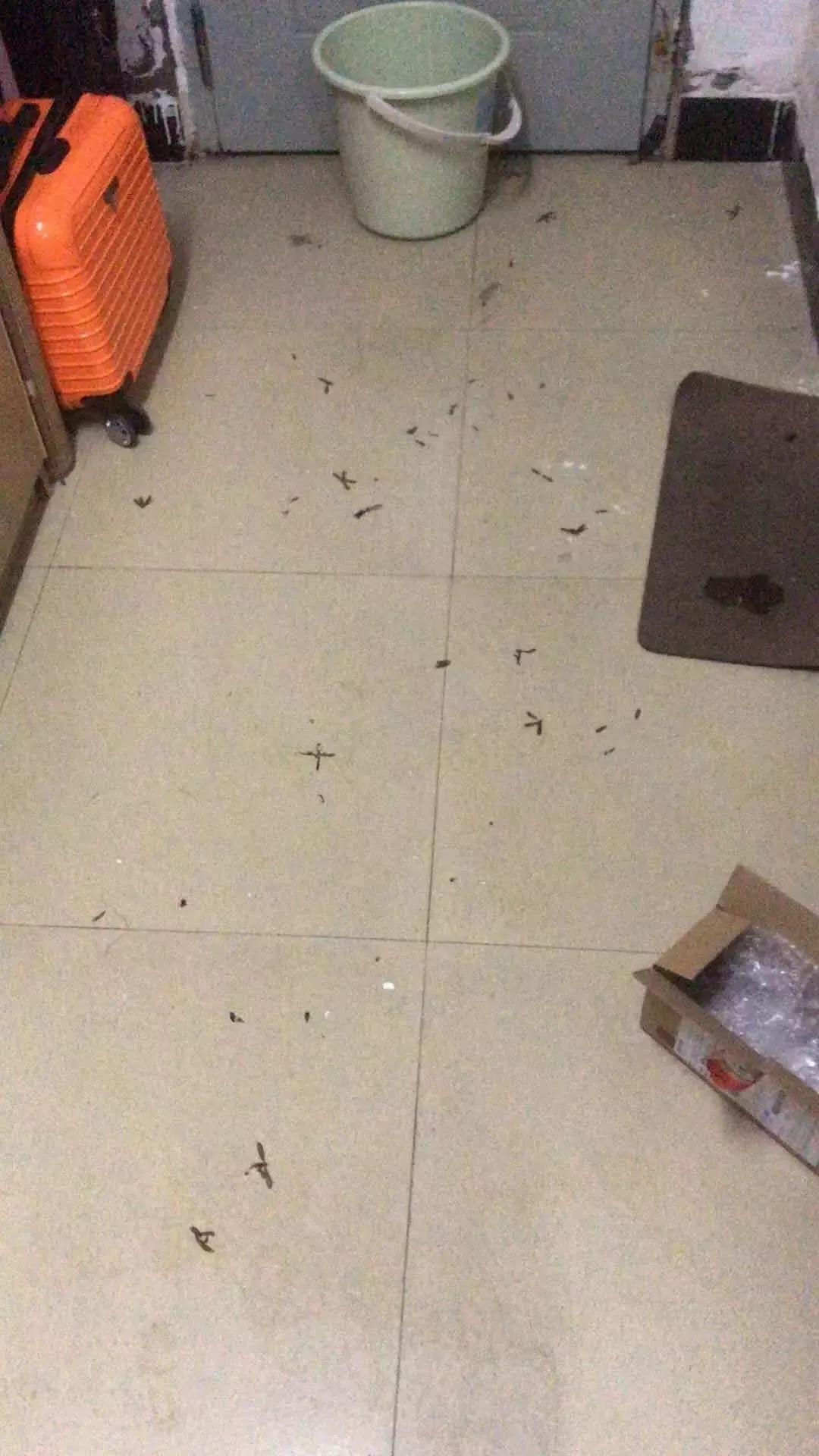 屋里白色小飞虫咬人,家里好多黑色的带壳小飞虫咬人吗