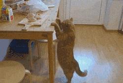 狗为什么改不了食屎的习惯,狗改不了食屎的习惯怎么办