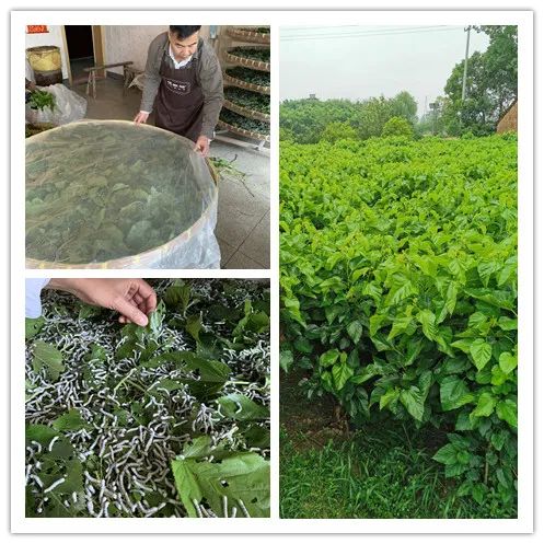 央视曝光蚕丝被长期盖,桑蚕丝真丝被曝光