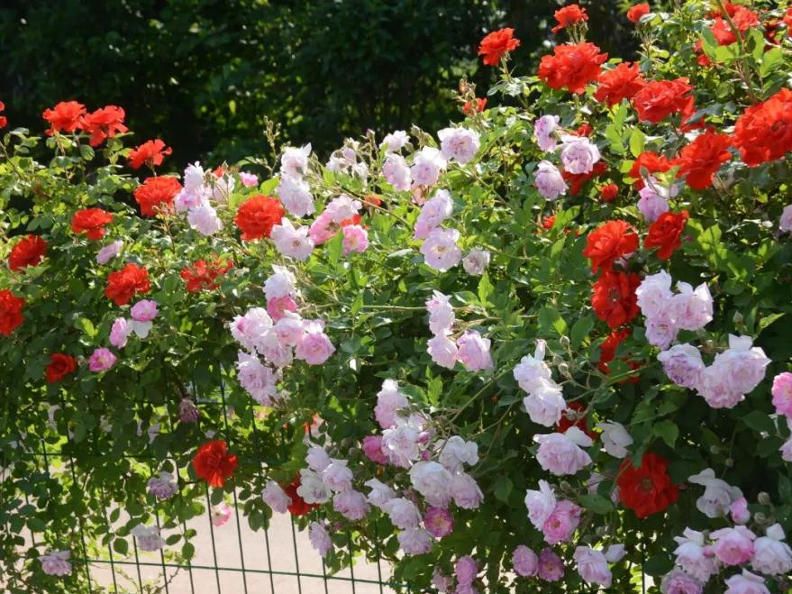 月季花开美的让人陶醉,青州市月季花节