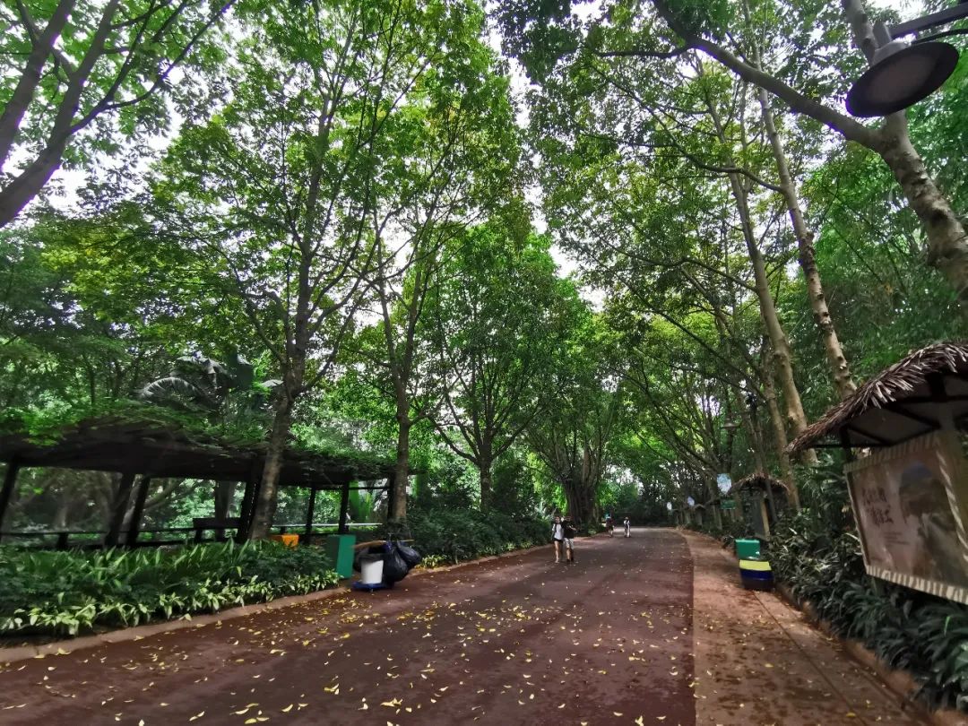 广州长隆野生动物世界何时建成,广州长隆野生动物园有白狮
