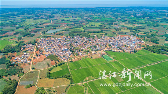 雷州市雷高镇题桥村刑事案件,雷州市雷高镇题桥村2001年案件