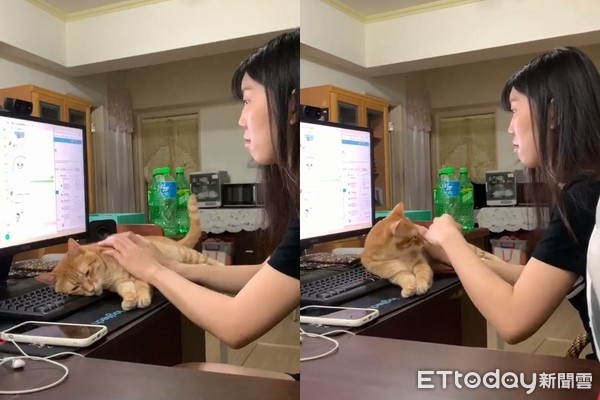 喵皇化身橘皮键盘！打到一半开咬