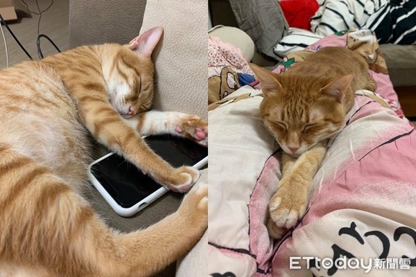 喵皇化身橘皮键盘！打到一半开咬