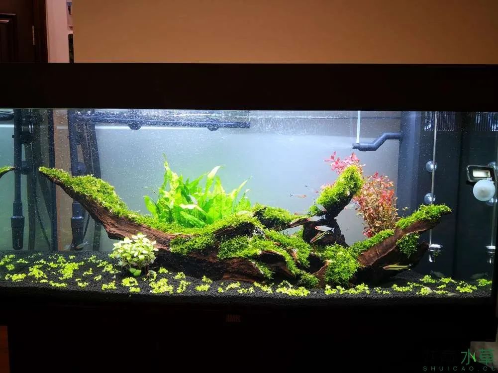 莫斯树草缸造景diy教程,不需要二氧化碳的草缸造景