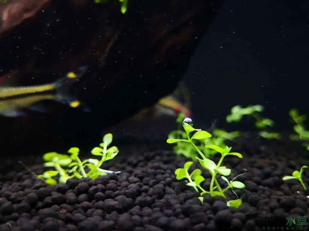 草缸1.2米生命之树造景,草缸造景60厘米大师作品