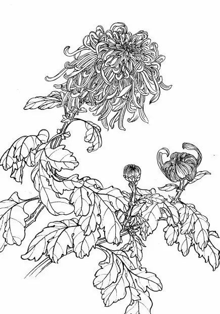 白描菊花国画如何上色,国画白描菊花图片大全
