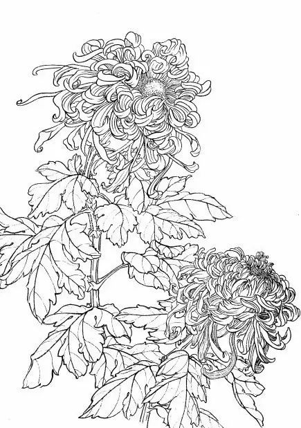 白描菊花国画如何上色,国画白描菊花图片大全