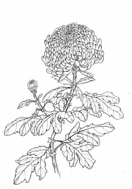 白描菊花国画如何上色,国画白描菊花图片大全