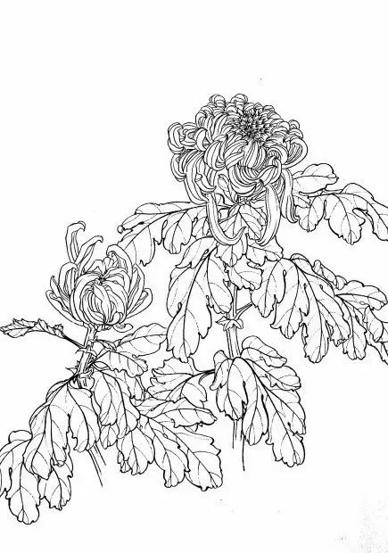 白描菊花国画如何上色,国画白描菊花图片大全